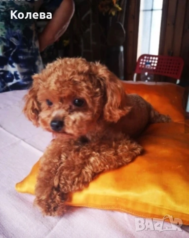 ТОП МИНИ ТОЙ Пудел, снимка 8 - Пудели - 53448976