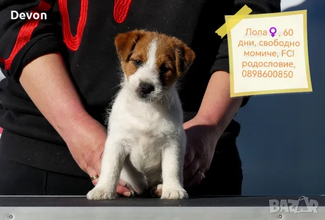 Джак Ръсел Териер, родословие, снимка 4 - Джак ръсел териер - 41122946