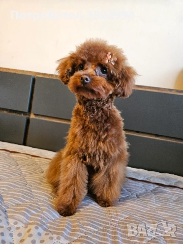 Много дребно Той пуделче момиченце на 6 месеца. , снимка 3 - Пудели - 53166348