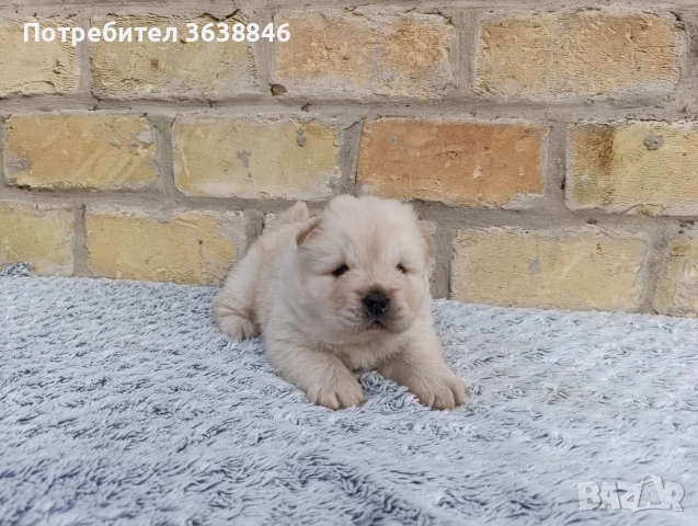 Чау Чау , снимка 3 - Чау Чау - 52948818