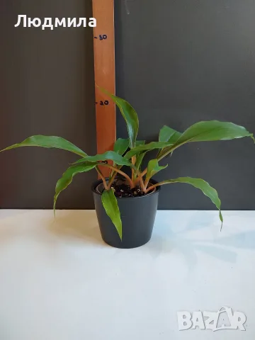 Хлорофитум Оранж Грин расад/Chlorophytum Orange Grimm, снимка 4 - Стайни растения - 51605298