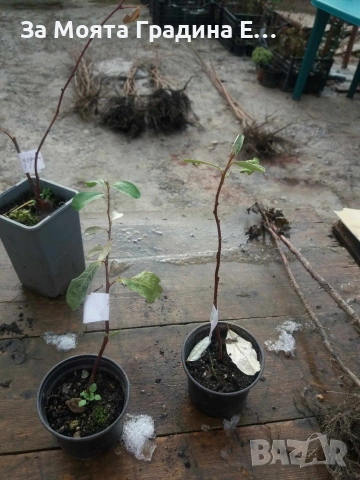 Поантилла , снимка 5 - Градински цветя и растения - 53620443