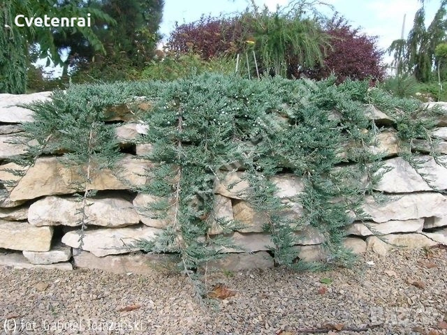 Juniperus horizontalis ‘Wiltonii, снимка 4 - Градински цветя и растения - 53686486