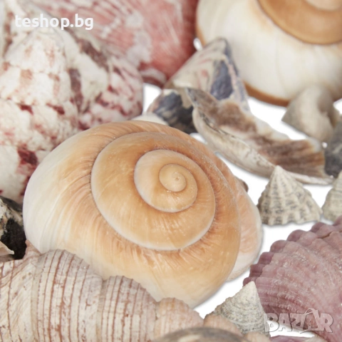 Микс от рапани и миди Relaxdays за декорация, снимка 5 - Други - 53775971