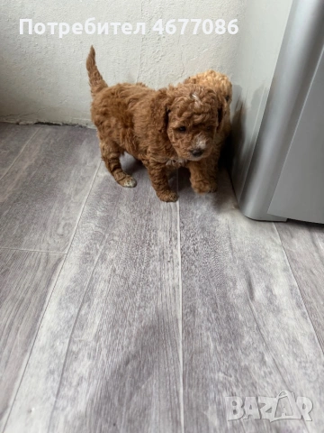 Той пудел момче и момиченце, снимка 4 - Пудели - 53731253