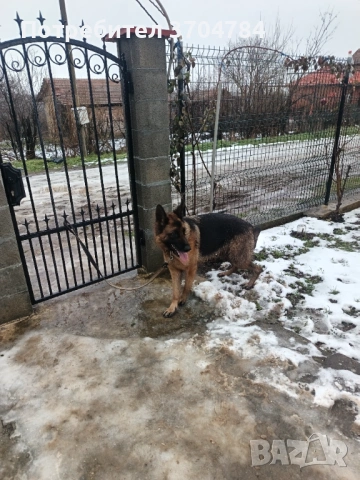 Продавам немска овчарка , снимка 12 - Немска овчарка - 53245024