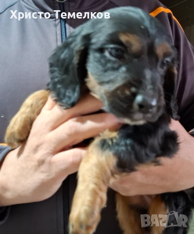 Продавам малки кокер шпаньоли, снимка 5 - Кокер шпаньол - 53458798