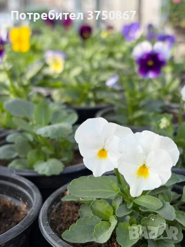 ❤️🌿🌸 Мини теменужки микс (Viola Superba Mini), снимка 7 - Градински цветя и растения - 56120428