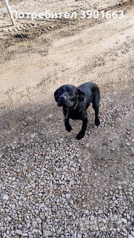 Продавам мъжко кученце на 6 месеца, снимка 2 - Курцхаар - 53474878