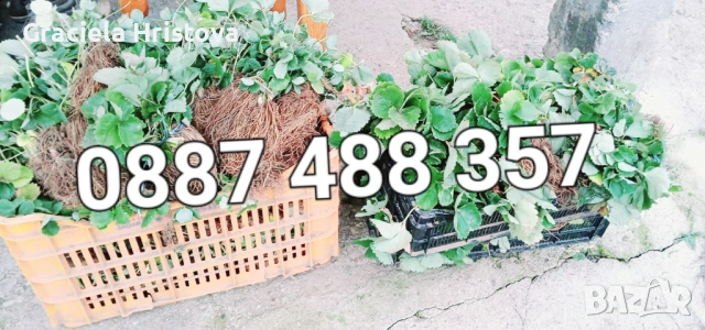 Продавам качествен разсад ягоди , снимка 8 - Сортови семена и луковици - 53517722
