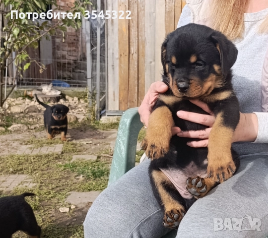 Ротвайлер , снимка 4 - Ротвайлер - 51700475