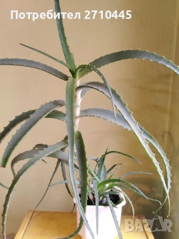 ЛЕЧЕБНО АЛОЕ ВЕРА и Дървовидно алое, снимка 7 - Стайни растения - 30210195