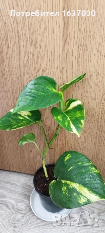 Епипремнум Aureum 