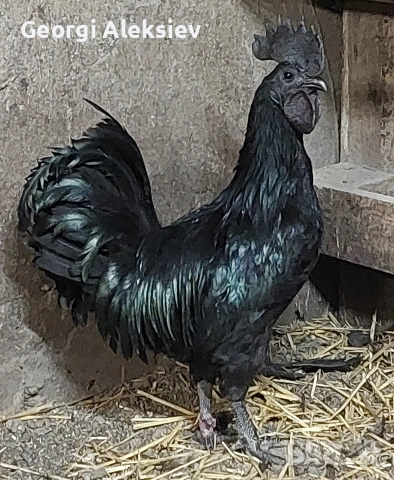 Разплодни яйца от Аям кемани, снимка 5 - Кокошки и пуйки - 53262175