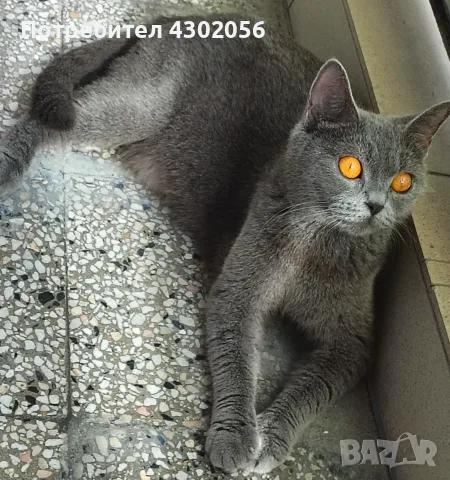 Британски късокосмести котета, снимка 13 - Британска късокосместа - 56367420