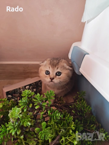 Клепоуха златна чинчила