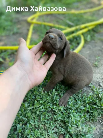 ловни кученца, снимка 1