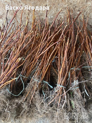 Продавам качествен  разсад ягоди и малини , снимка 5 - Разсади - 53751600