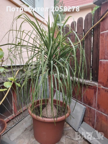 Нолина в саксия