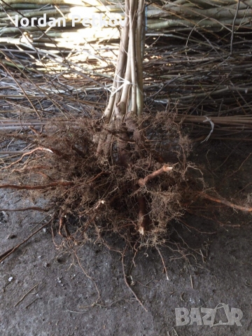 Явор, снимка 2 - Градински цветя и растения - 36073858