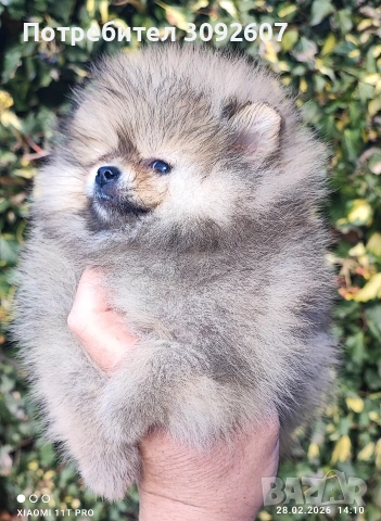 Померан момиче , снимка 2 - Померан - 53656905