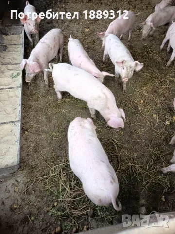20-килограмови прасенца 