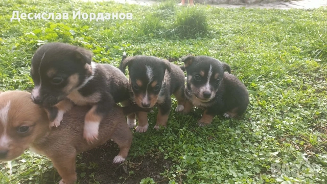 Джак Ръсел Териер, снимка 6 - Джак ръсел териер - 52733963