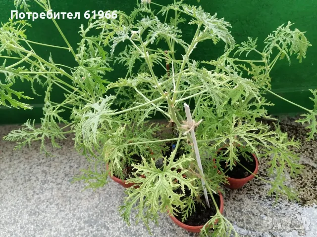 Холандско и българско индришета! , снимка 3 - Градински цветя и растения - 30564840