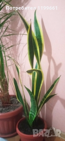 Сансевиера ( индийски меч), снимка 5 - Стайни растения - 52393677