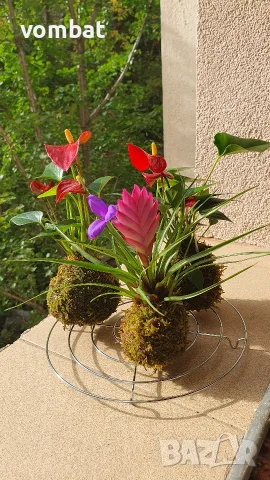 Ръчно изработена Кокедама (Kokedama) с уникални цъфтящи растения