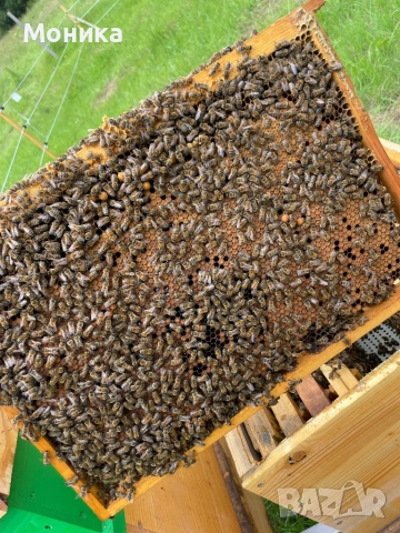 Отводки Дадан Блат (ДБ) 2026 година