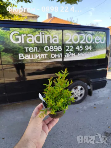 Нар фиданки  - Punika granatum  Студоустойчив , снимка 6 - Разсади - 36164384