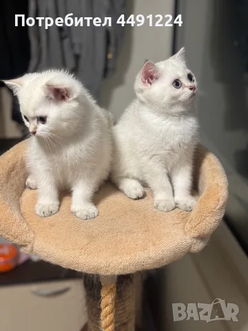 Британски котета , снимка 6 - Чинчили - 56102990