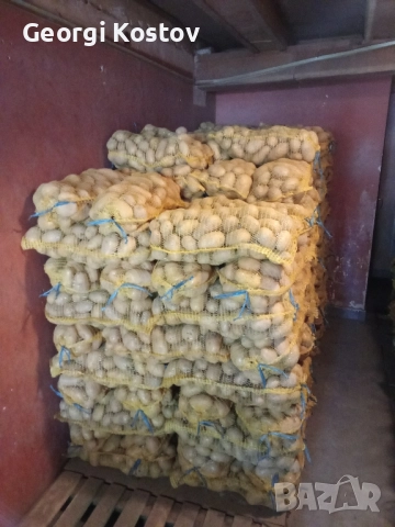 Картофи от производител , снимка 2 - Домашни продукти - 51990328