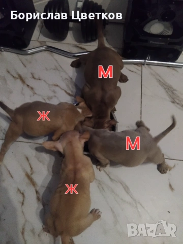 Американско Були Покет, снимка 10 - Други - 52962629