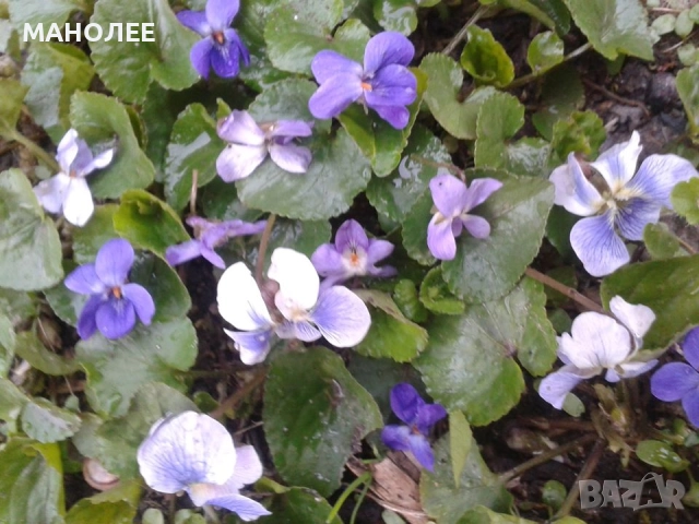 Горска  теменужка  -2 цвята