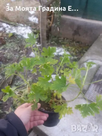 Индрише, снимка 3 - Градински цветя и растения - 49494070