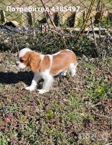 Кавалер Кинг Чарлз Шпаньол мъжко , снимка 3 - Кавалер кинг чарлз шпаньол - 53288486
