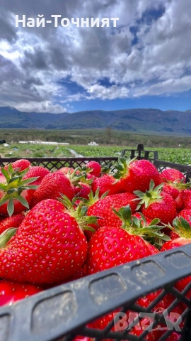 Разсад ягоди, сорт “Клери”