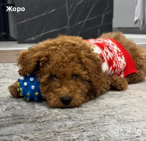 Той пудел, снимка 2 - Пудели - 51924778