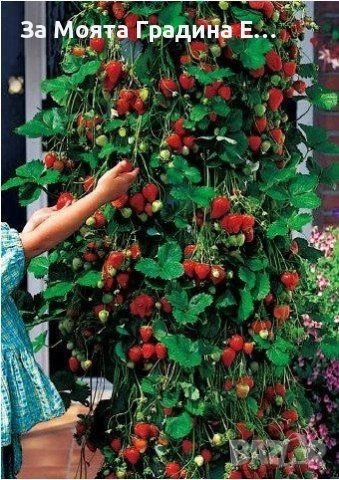 Ягода - Тоскана 