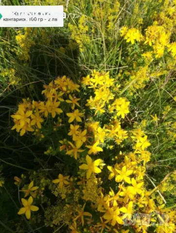 жълт кантарион