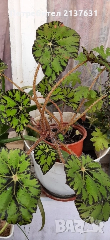 ГОЛЯМА СТАЙНА БЕГОНИЯ 