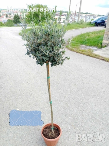Маслина 3 вида, снимка 5 - Градински цветя и растения - 53632818