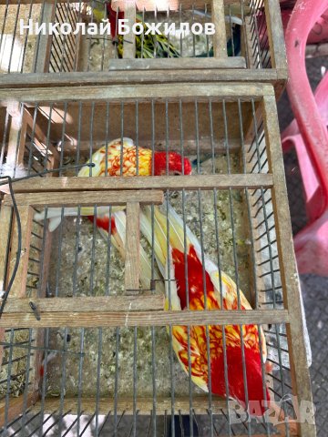 Продавам папагали розели- Рубино , снимка 4 - Папагали - 40256349