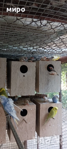 Зеброви Амадини !, снимка 9 - Амадини - 51553461