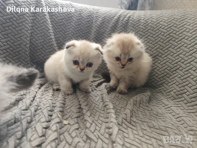 Шотландски и британски котета , снимка 6 - Британска късокосместа - 56131638