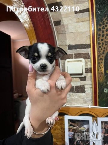 чихуахуа , снимка 3 - Чихуахуа - 52771046