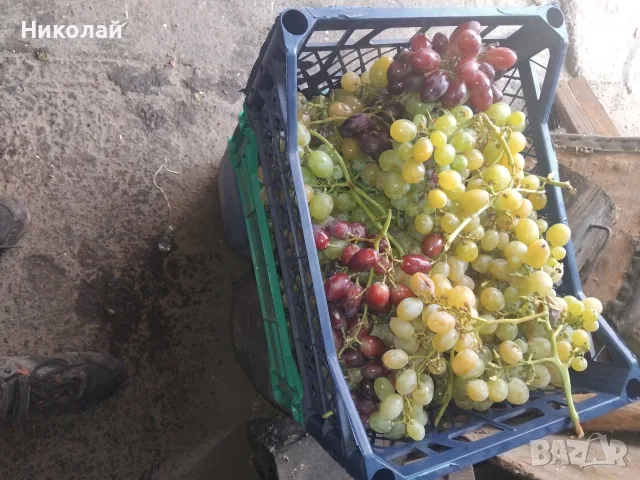 грозде за ракия 
