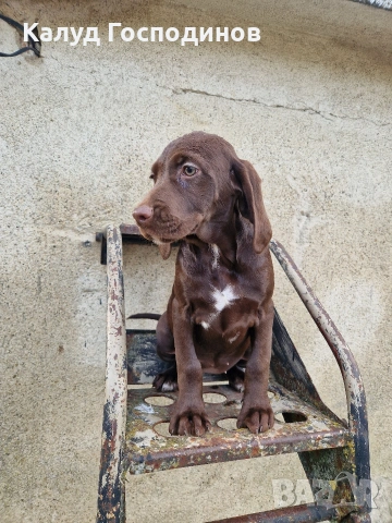 Продавам кученца, снимка 4 - Други - 53426117